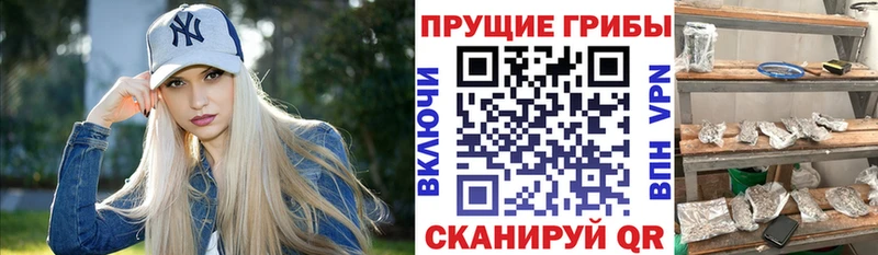 как найти закладки  Вилючинск  Галлюциногенные грибы MAGIC MUSHROOMS 